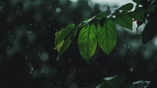 Dung Quan Tam Nguyen Si Kha • Rainy Day Memories • 2023